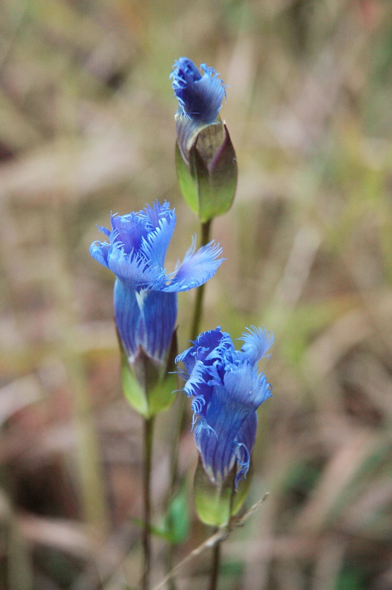 Greater Fringed Gentian