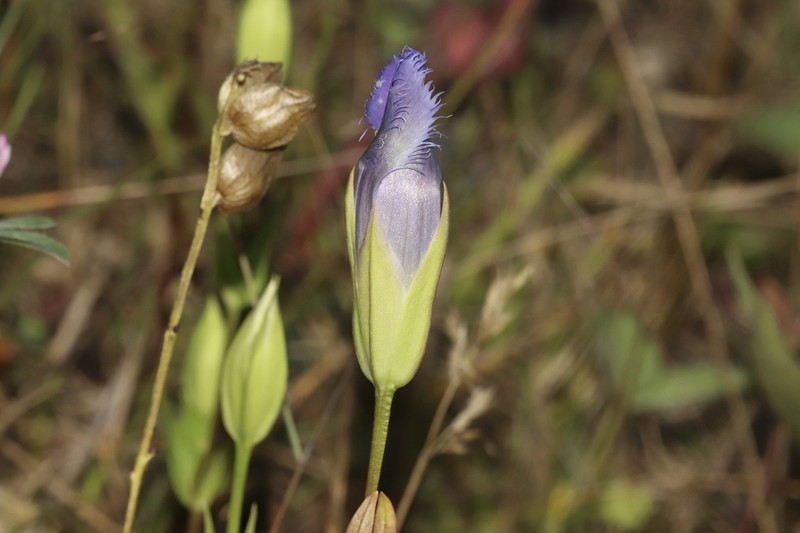Greater Fringed Gentian