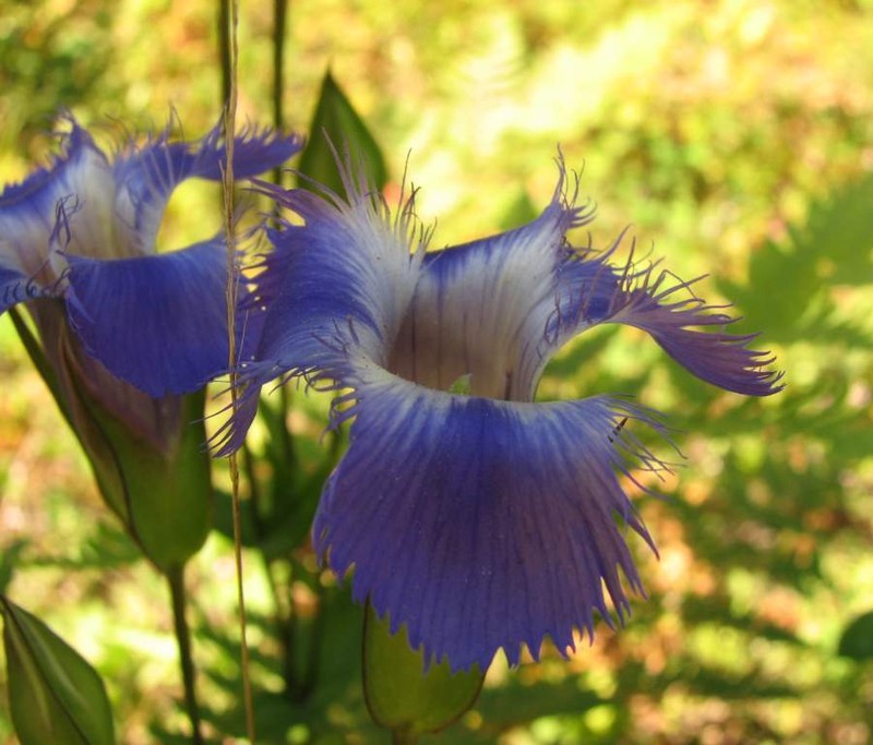 Greater Fringed Gentian photo 2