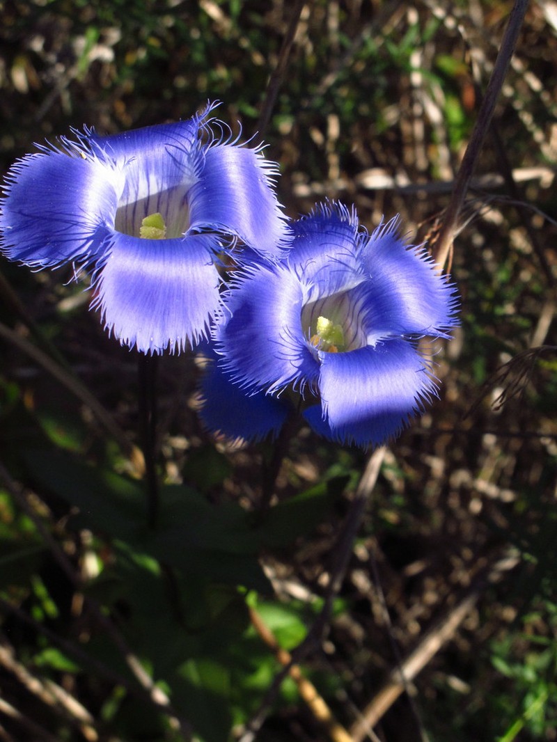 Greater Fringed Gentian photo 3