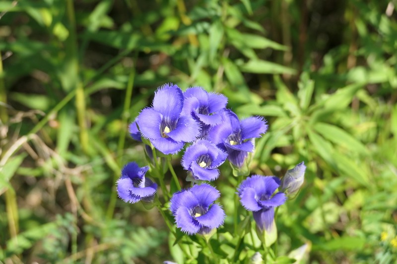 Greater Fringed Gentian photo 4
