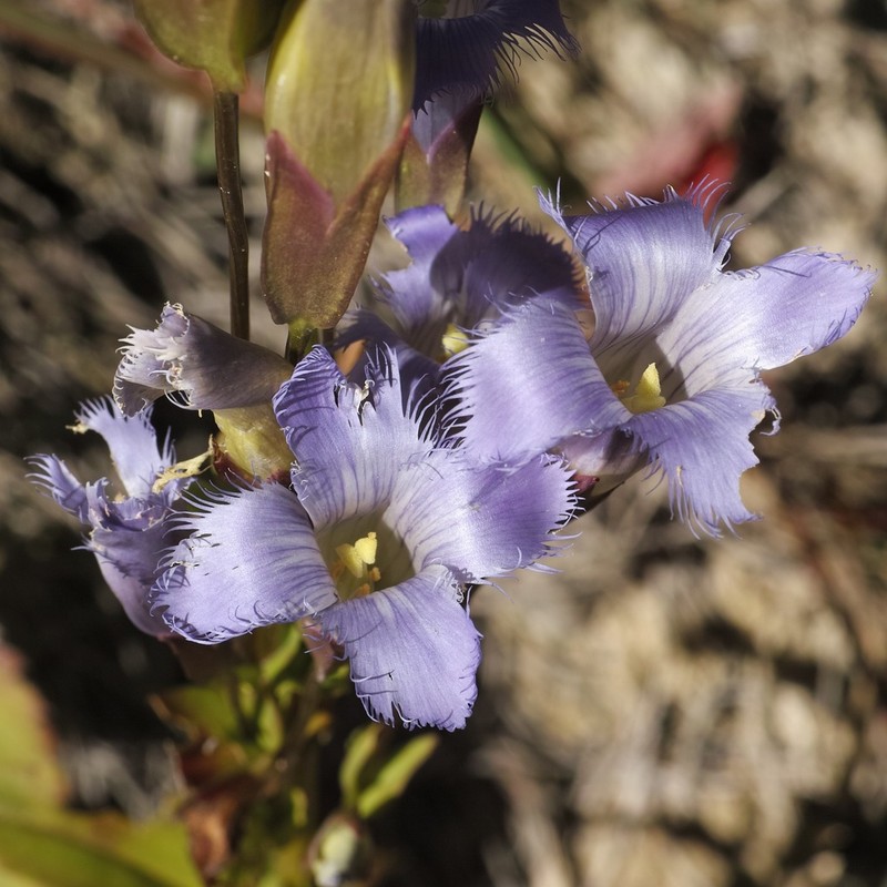 Greater Fringed Gentian photo 5