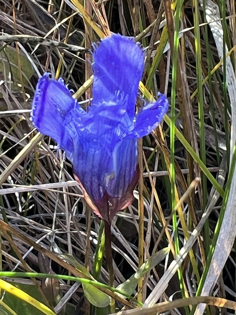 Greater Fringed Gentian photo 6
