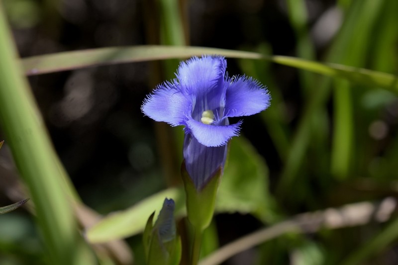 Greater Fringed Gentian photo 7