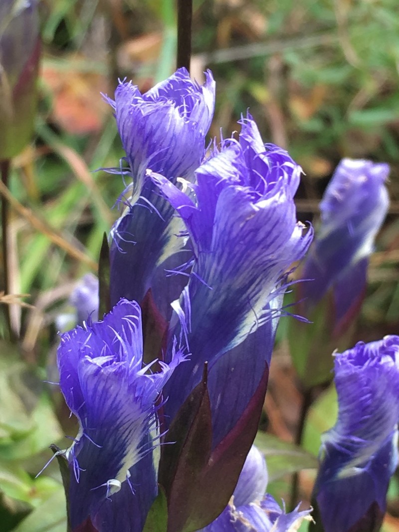 Greater Fringed Gentian photo 8