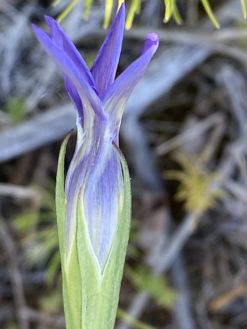Windmill Fringed Gentian