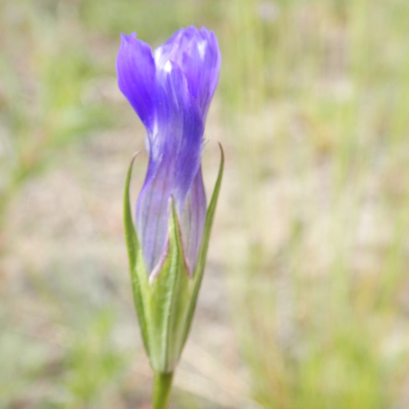 Windmill Fringed Gentian photo 2