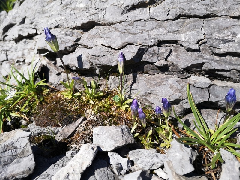 Windmill Fringed Gentian photo 3