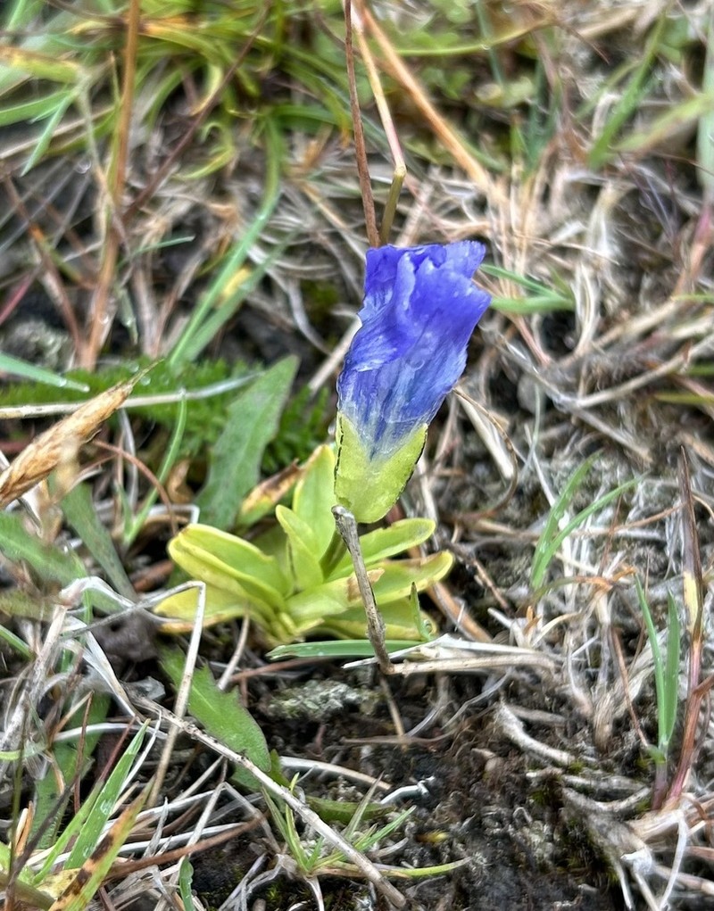 Windmill Fringed Gentian photo 4