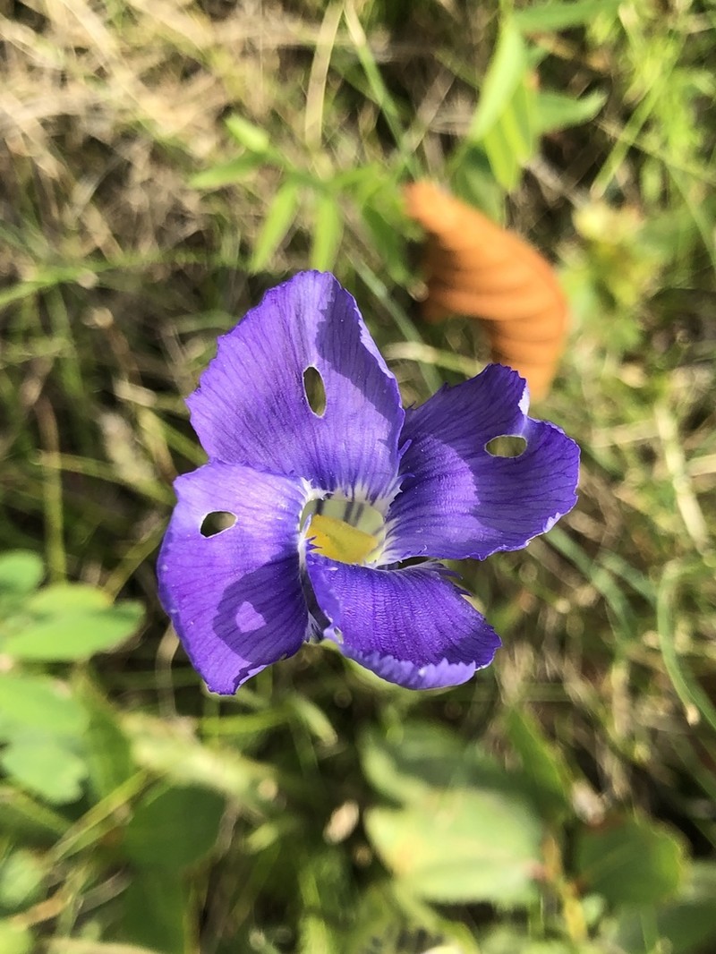 Windmill Fringed Gentian photo 5