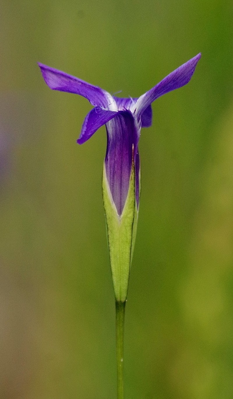 Windmill Fringed Gentian photo 6