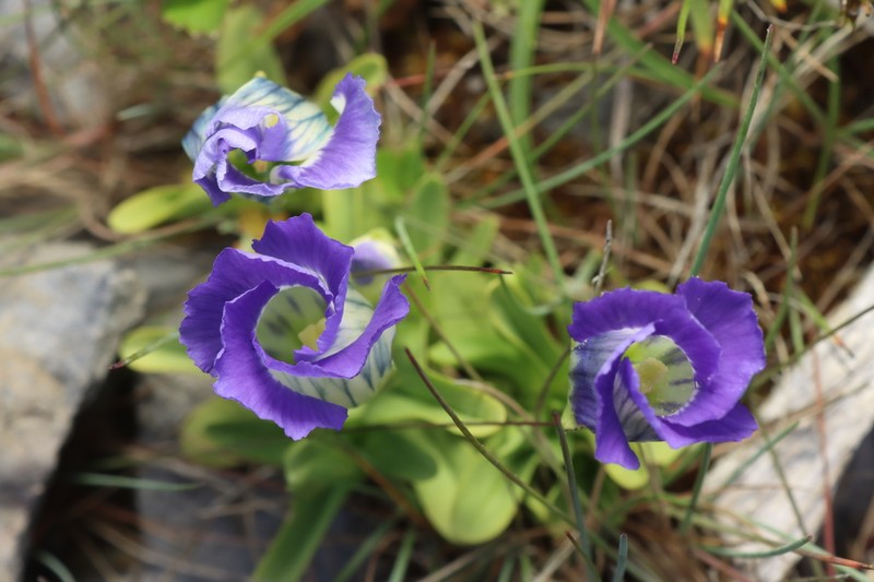 Windmill Fringed Gentian photo 7
