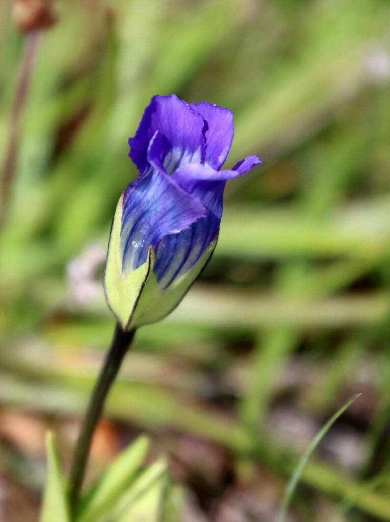 Windmill Fringed Gentian photo 8