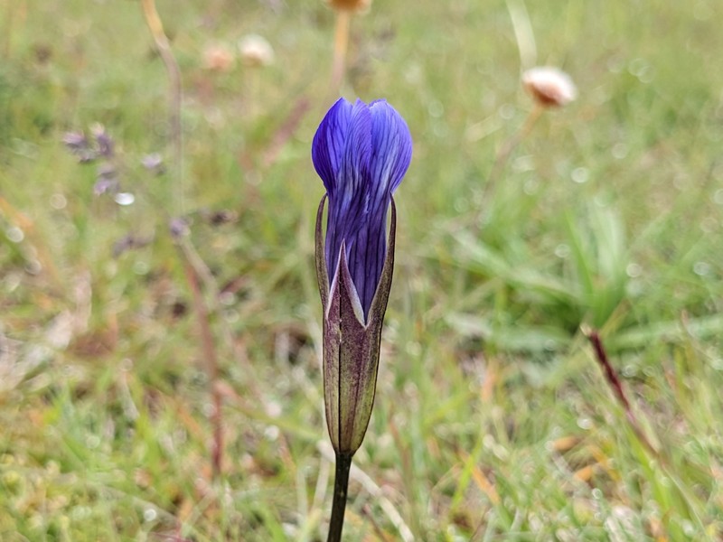 Gentianopsis detonsa subsp. detonsa