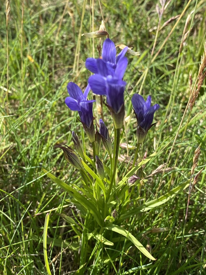 Gentianopsis detonsa subsp. detonsa photo 2