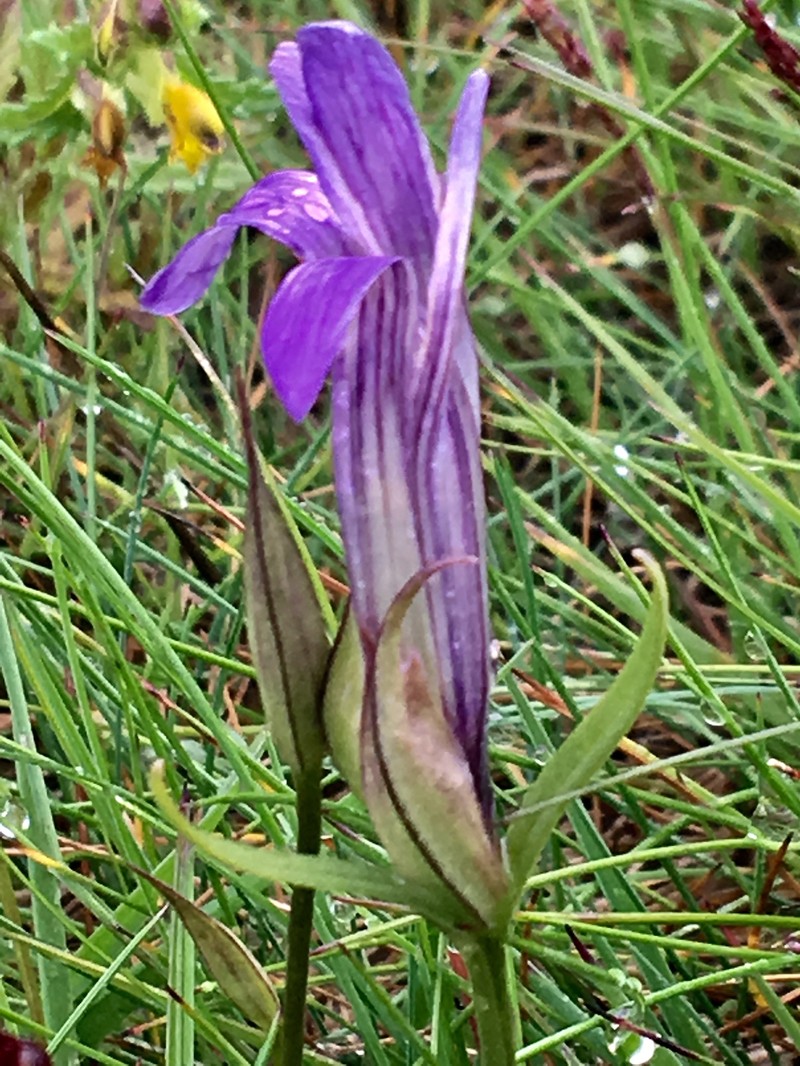Gentianopsis detonsa subsp. detonsa photo 3