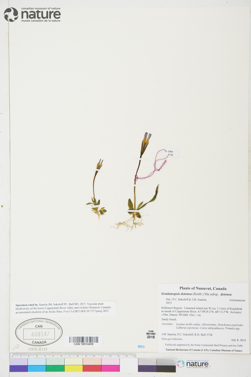 Gentianopsis detonsa subsp. detonsa photo 5