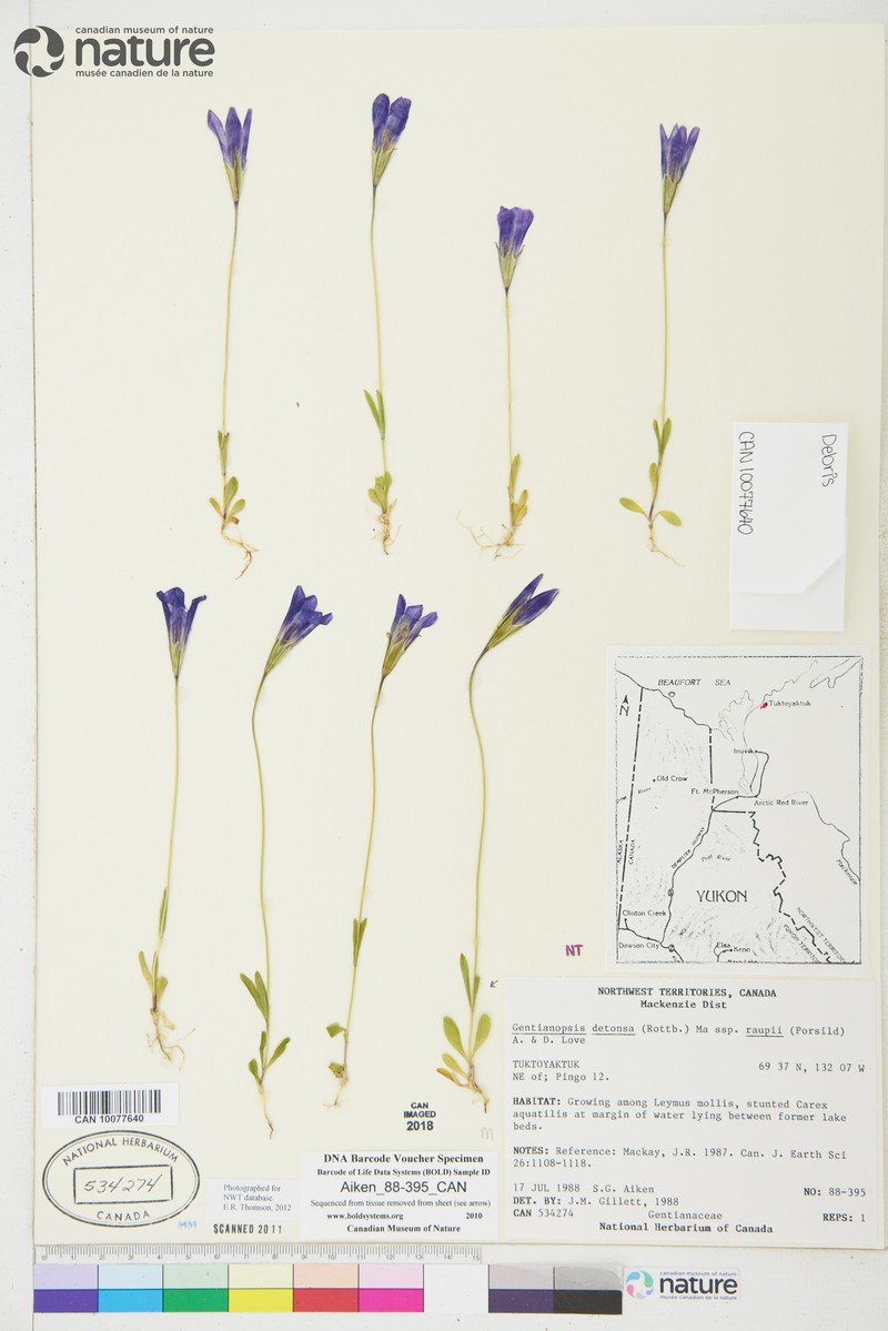 Gentianopsis detonsa subsp. detonsa photo 6