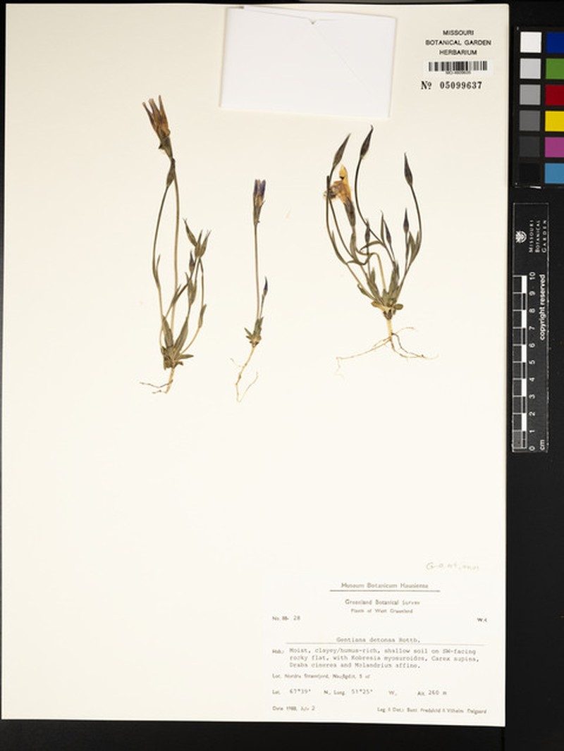 Gentianopsis detonsa subsp. detonsa photo 7
