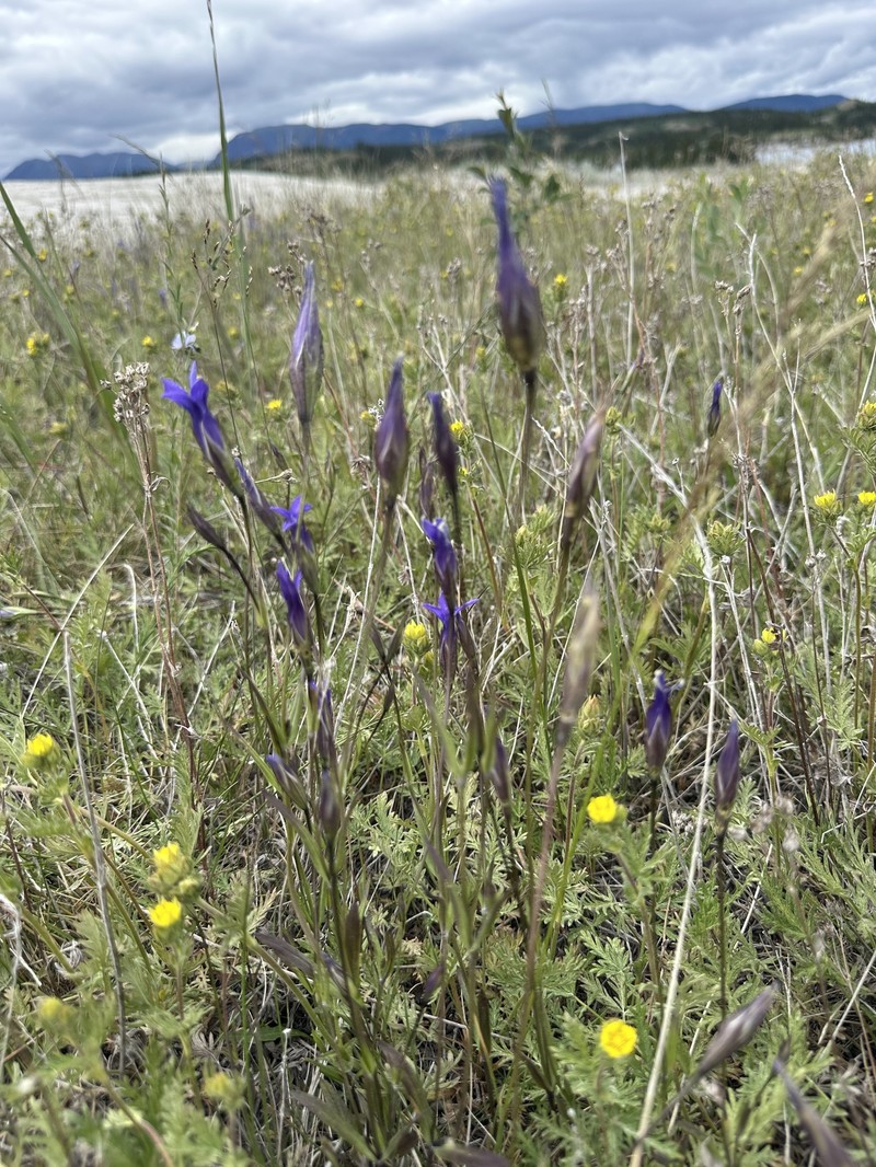 Gentianopsis detonsa subsp. yukonensis