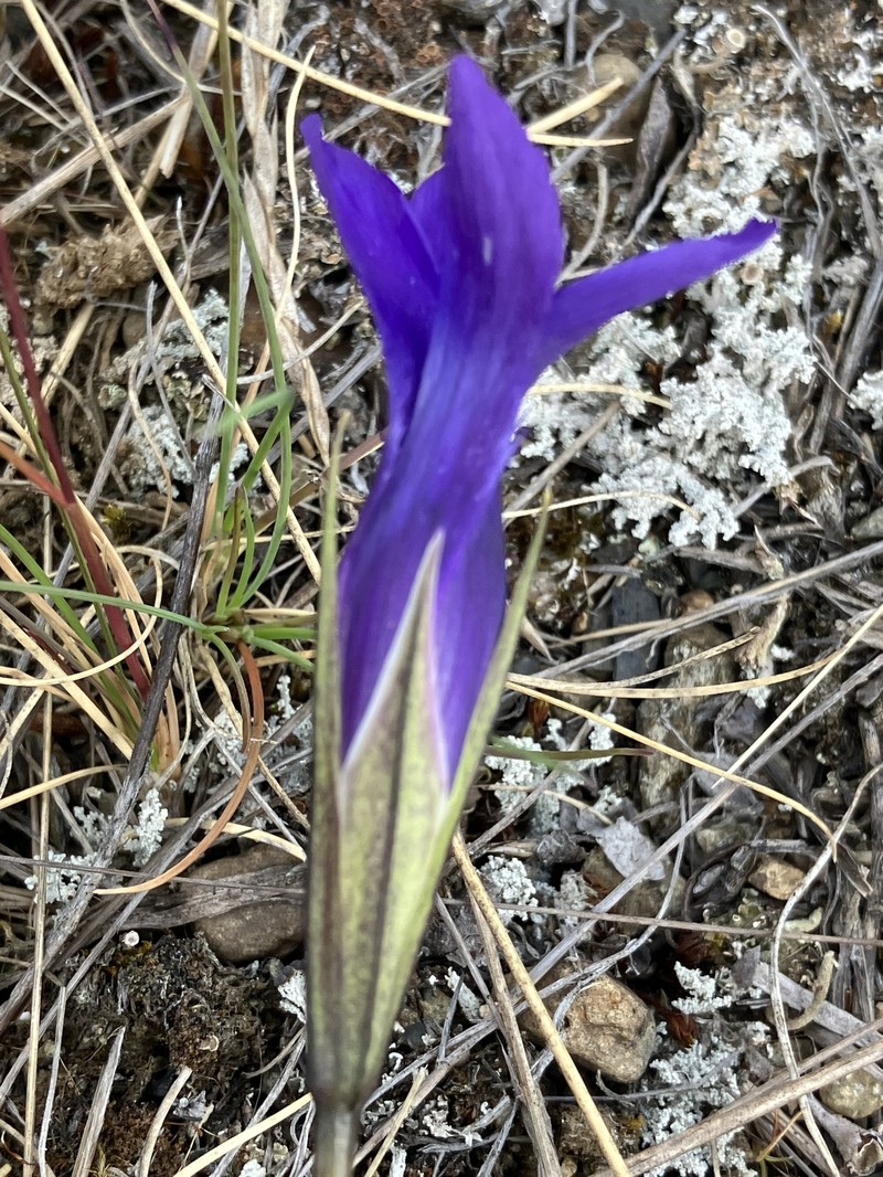 Gentianopsis detonsa subsp. yukonensis photo 2