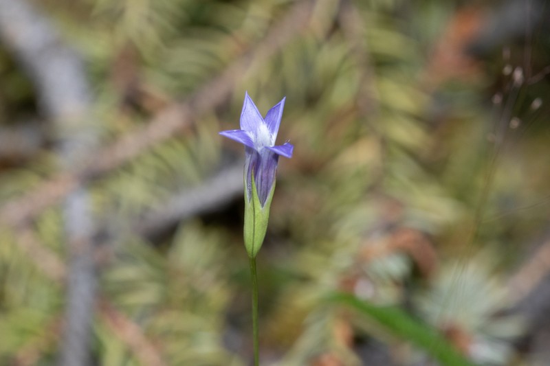 Gentianopsis detonsa subsp. yukonensis photo 3