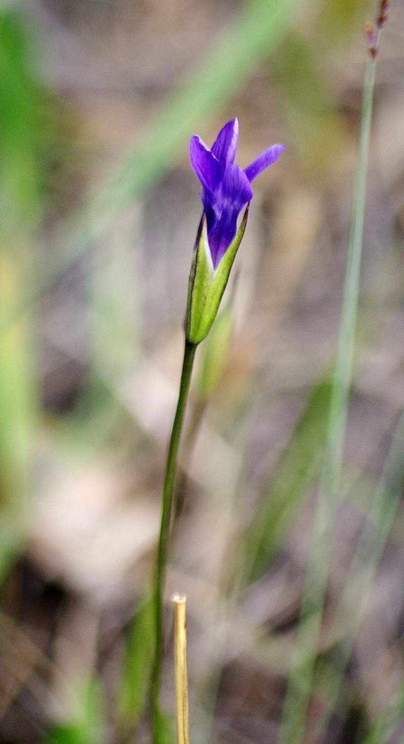 Gentianopsis detonsa subsp. yukonensis photo 4