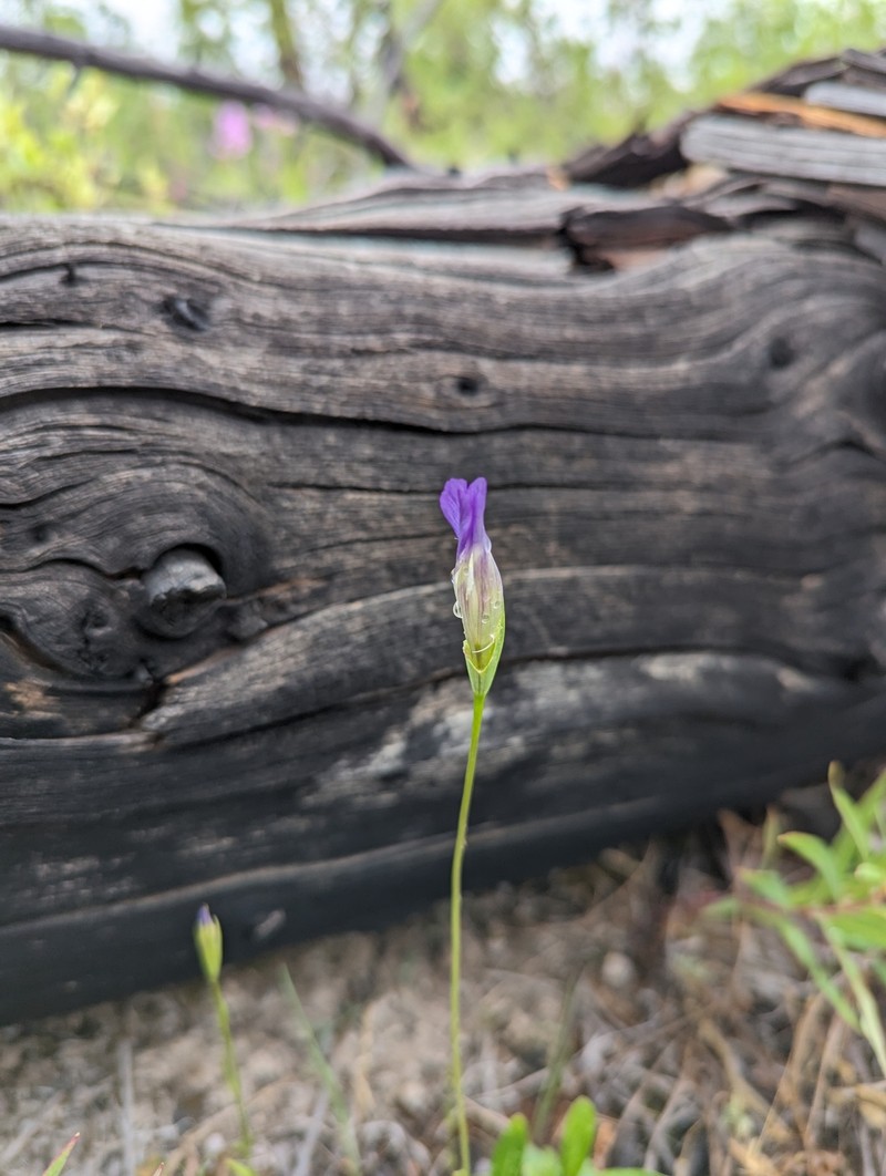 Gentianopsis detonsa subsp. yukonensis photo 5