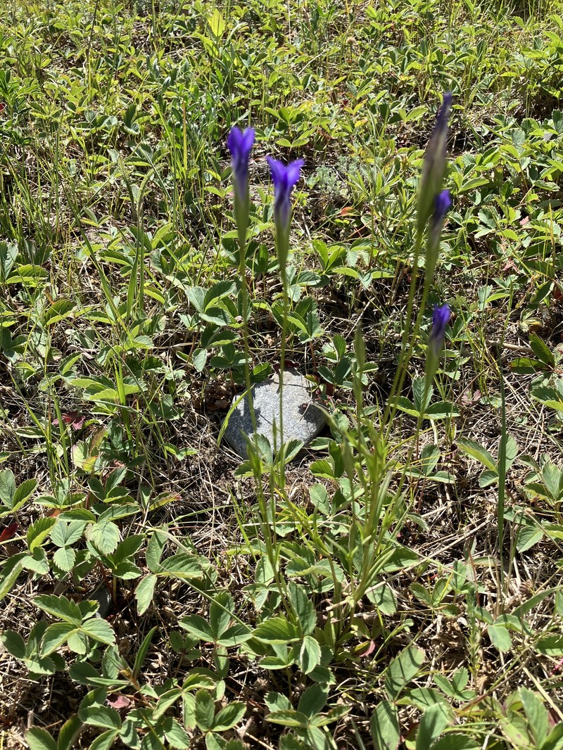 Gentianopsis detonsa subsp. yukonensis photo 6