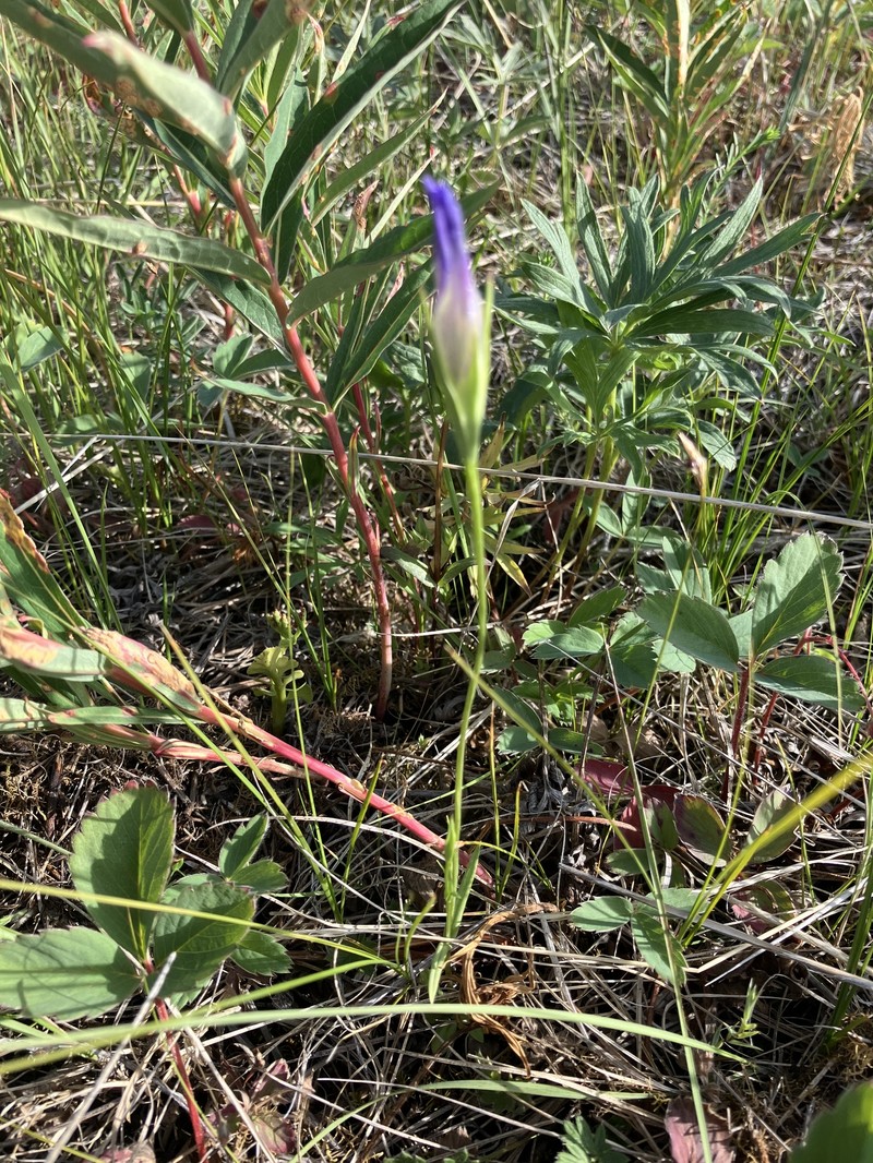 Gentianopsis detonsa subsp. yukonensis photo 7