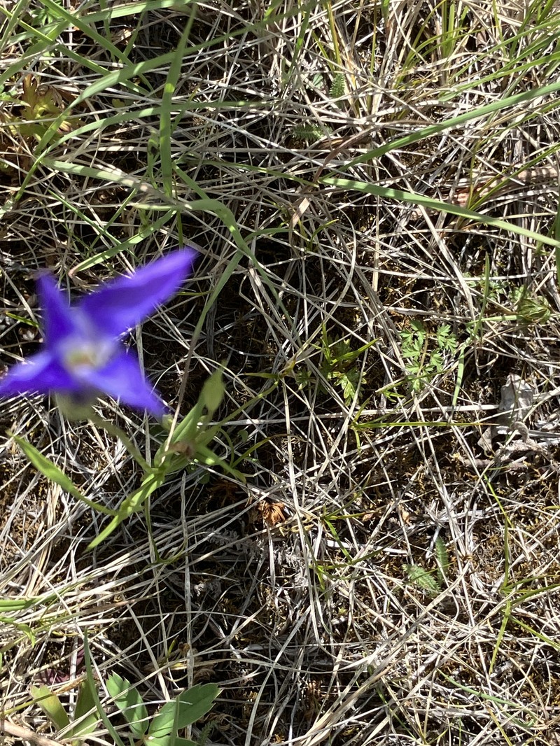 Gentianopsis detonsa subsp. yukonensis photo 8