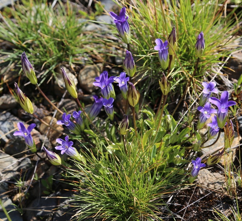 Sierra Fringed Gentian