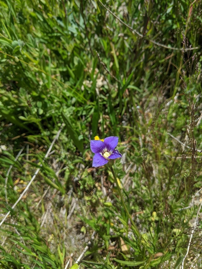 Sierra Fringed Gentian