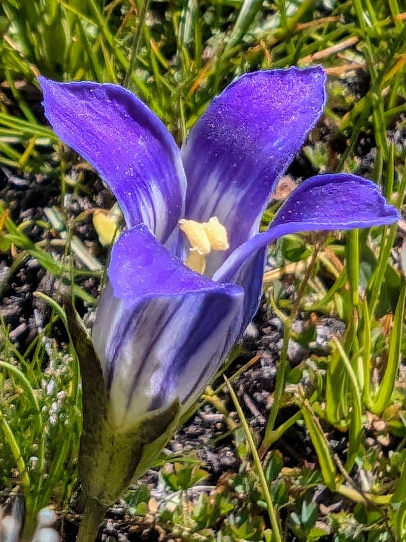 Sierra Fringed Gentian photo 2