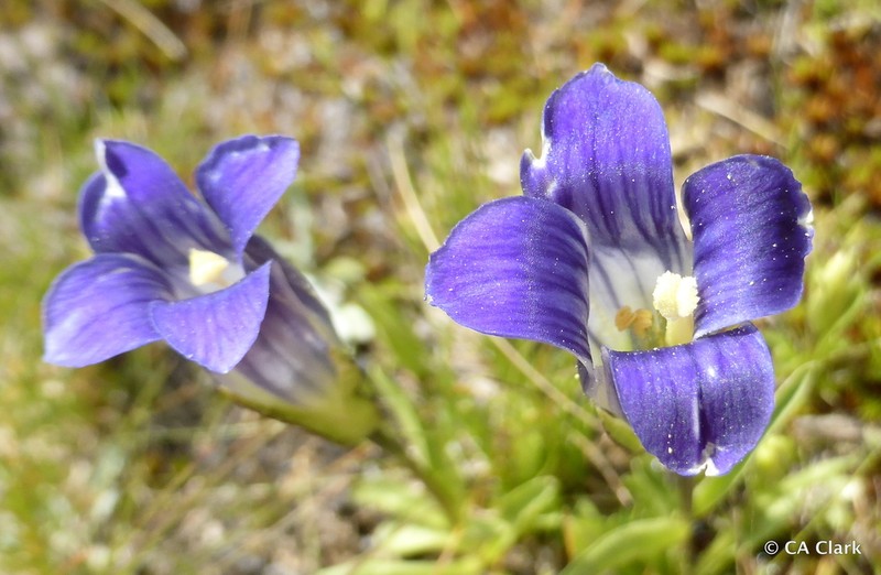 Sierra Fringed Gentian photo 3