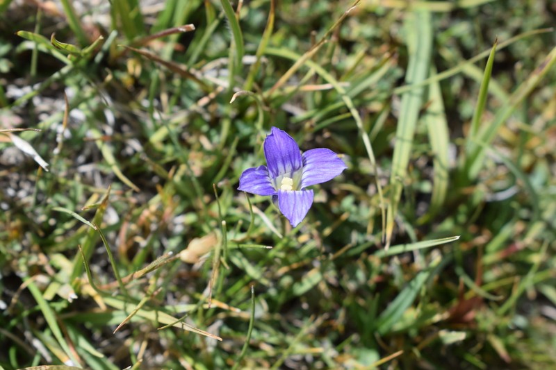 Sierra Fringed Gentian photo 4