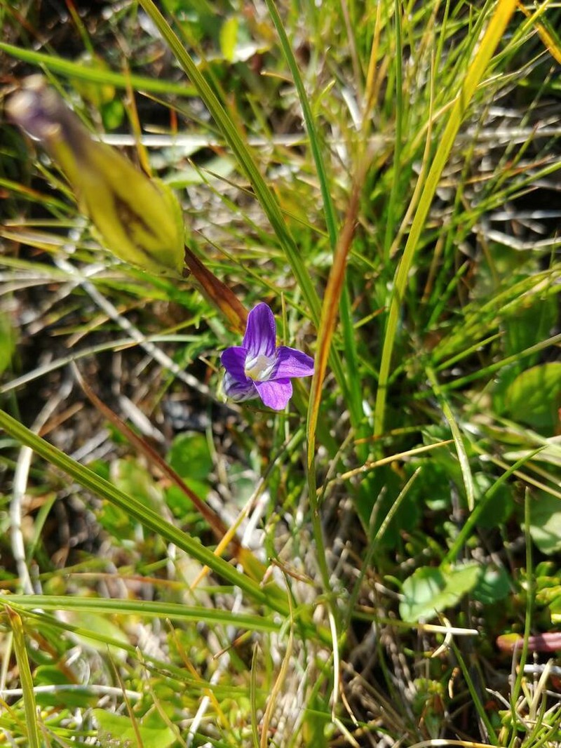Sierra Fringed Gentian photo 5