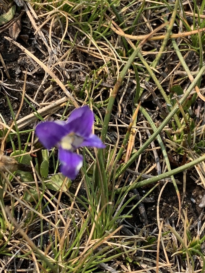 Sierra Fringed Gentian photo 6