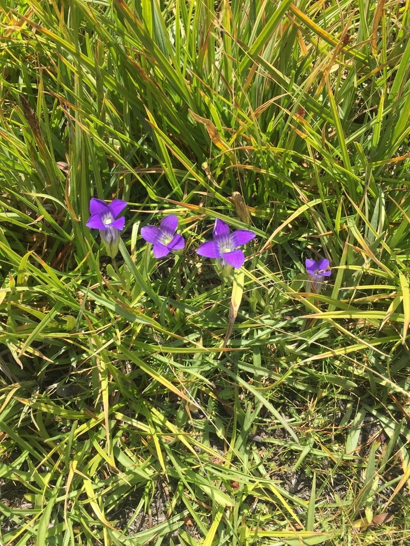 Sierra Fringed Gentian photo 7