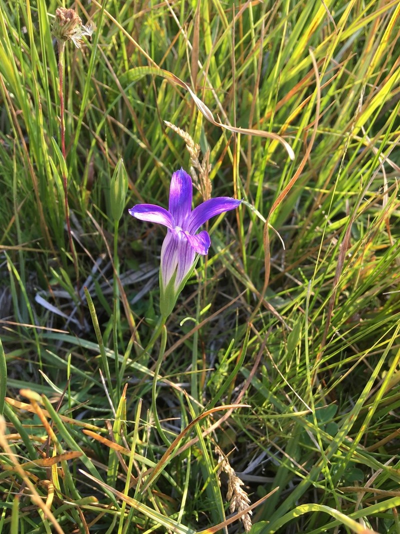 Sierra Fringed Gentian photo 8
