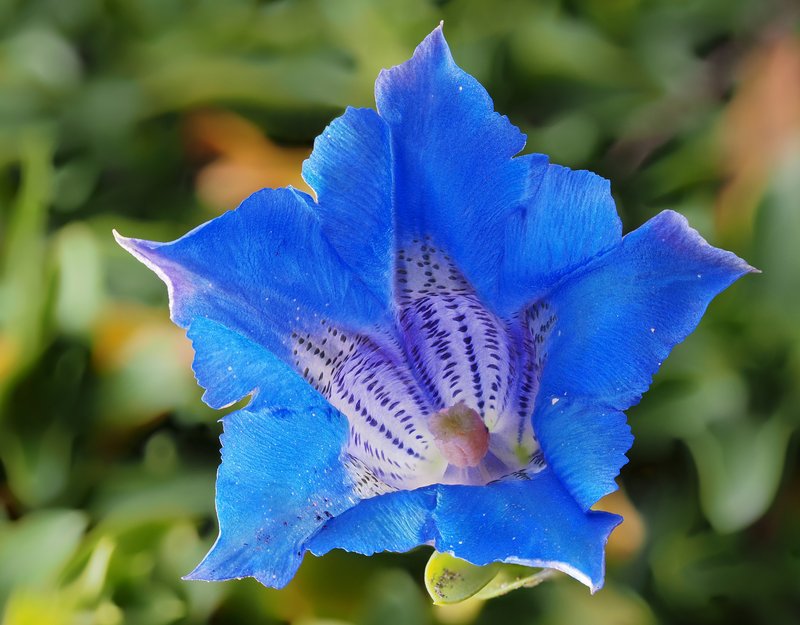 Grand Fringed Gentian