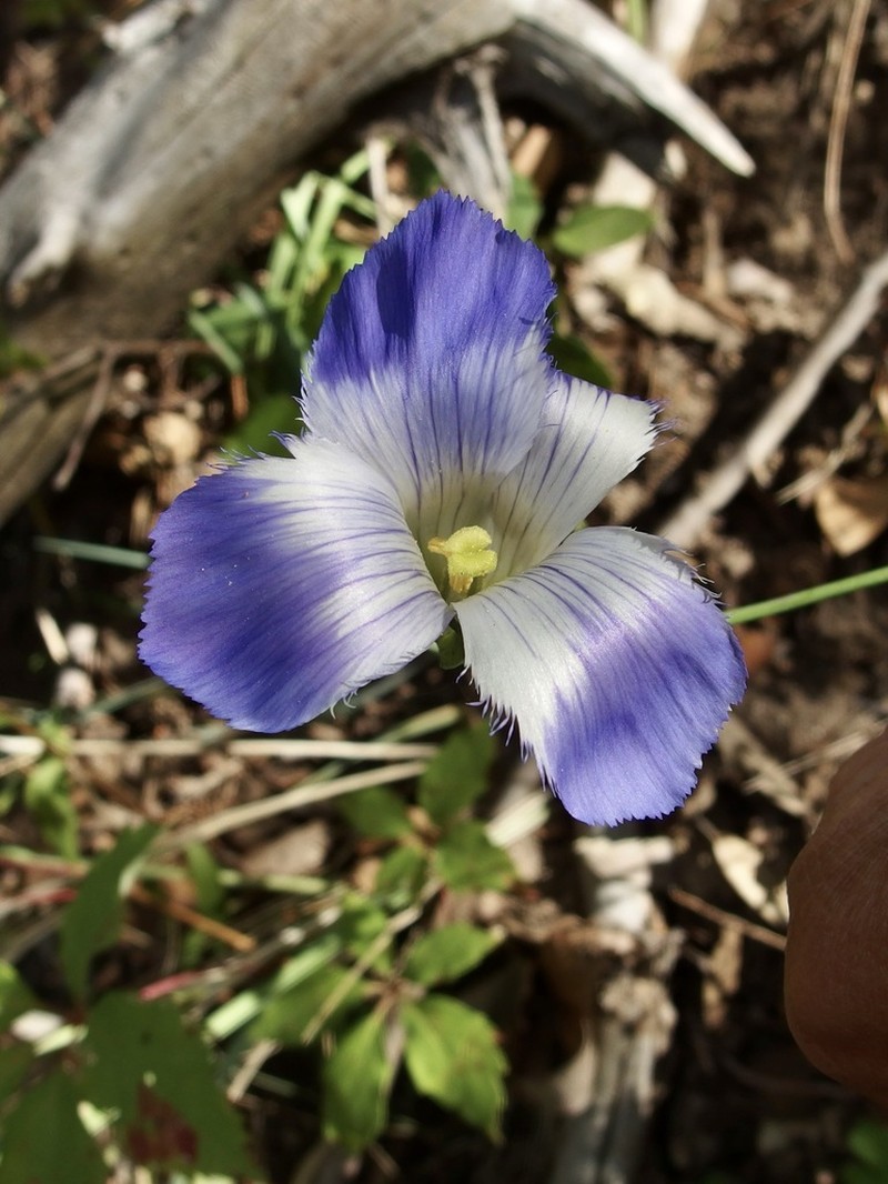 Grand Fringed Gentian