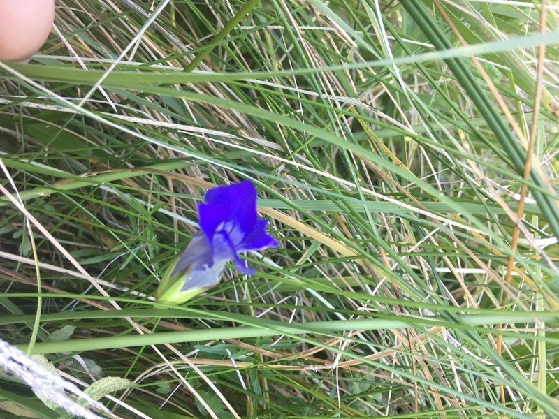Grand Fringed Gentian photo 2