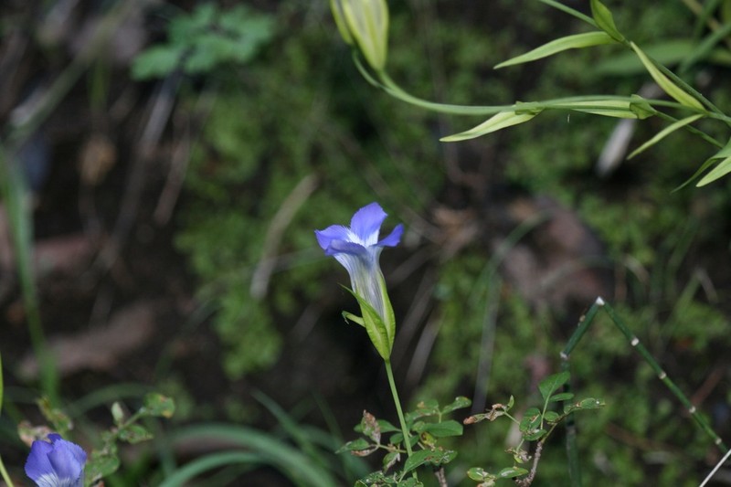 Grand Fringed Gentian photo 3