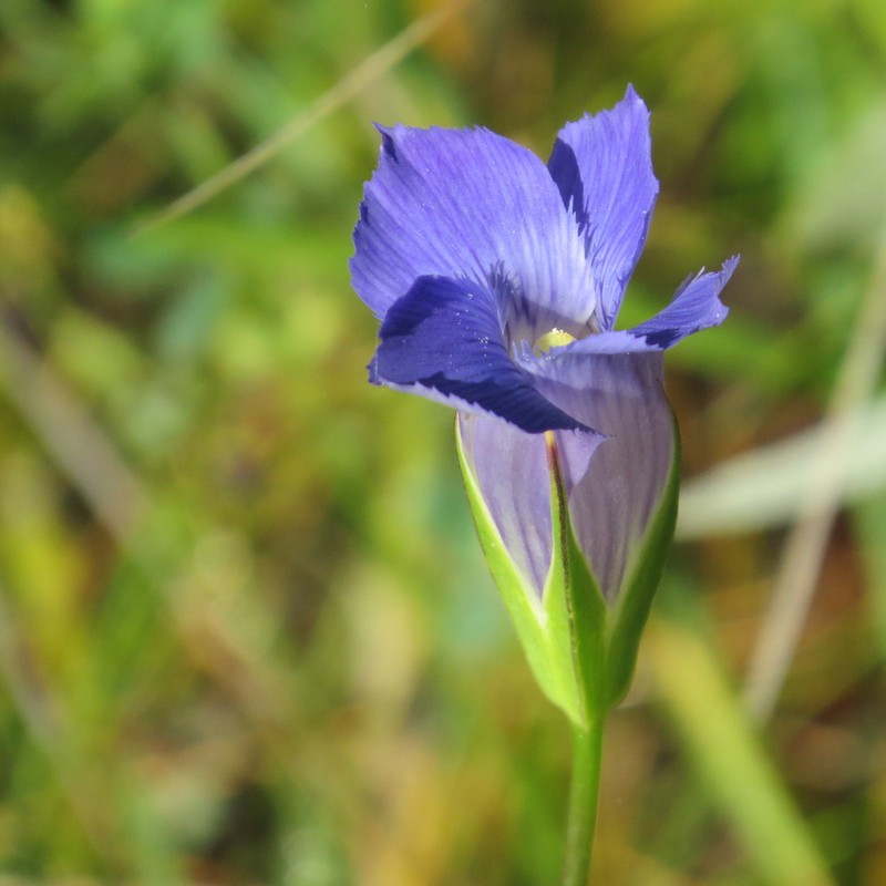 Grand Fringed Gentian photo 4
