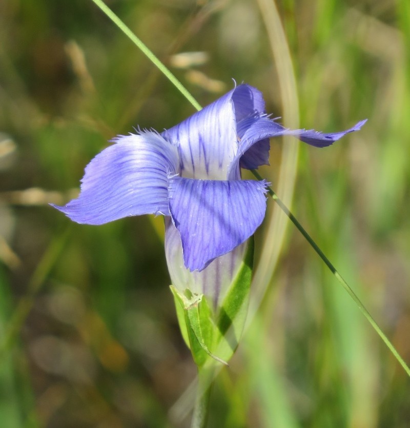 Grand Fringed Gentian photo 5