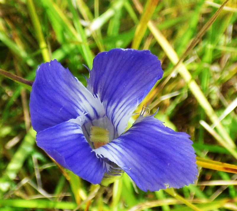 Grand Fringed Gentian photo 6