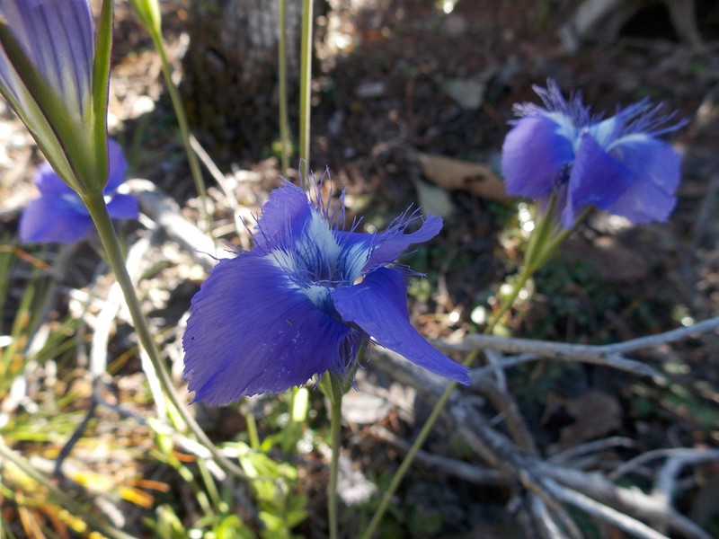 Grand Fringed Gentian photo 7