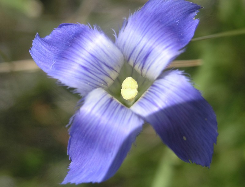 Grand Fringed Gentian photo 8