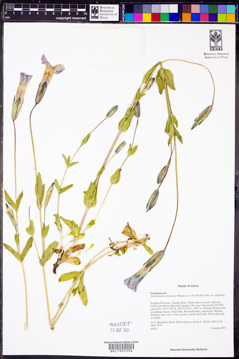 Gentianopsis paludosa var. paludosa